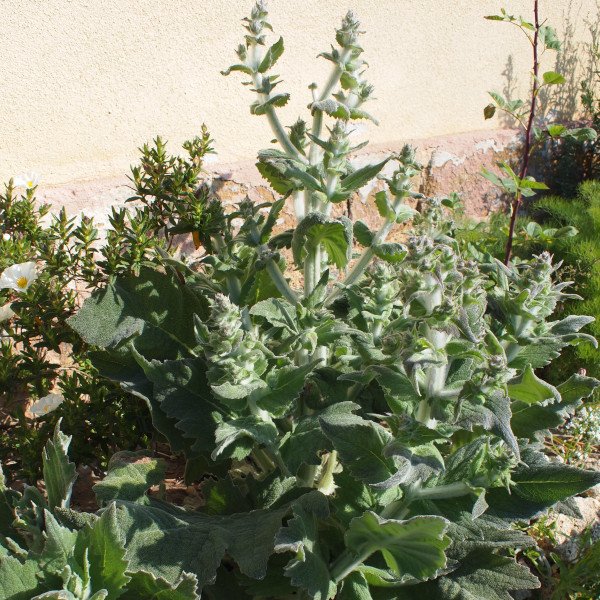 Salvia aethiopis - Woll-Salbei (Saatgut)